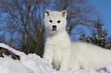 SIBERIAN HUSKY 734